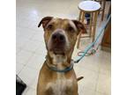 Adopt Guinness a Pit Bull Terrier