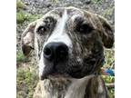 Adopt Bentley a Mixed Breed