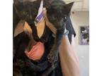 Adopt JASH-Stray-ja23 a Domestic Short Hair