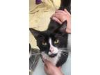 Adopt Claude a Domestic Short Hair
