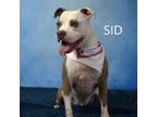 Adopt Sid a Pit Bull Terrier