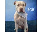 Adopt Bob a Pit Bull Terrier