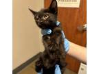 Adopt Vertrude a Domestic Short Hair