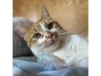 Adopt Eclipse a Domestic Short Hair