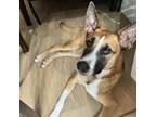 Adopt Obi a German Shepherd Dog, Mixed Breed