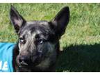 Adopt Otto a Siberian Husky, German Shepherd Dog