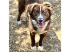 Adopt BRISK a Border Collie, Australian Shepherd