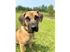Adopt Tico a Shepherd, Mixed Breed
