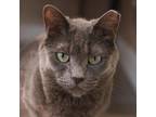 Adopt Blue Bear a Russian Blue, Domestic Short Hair