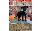 Adopt Ned Nederlander a Golden Retriever, Mixed Breed