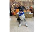 Adopt Tik a Cattle Dog, Great Dane