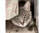 Adopt Sid a Domestic Short Hair