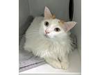 Adopt Lili a Turkish Van, Domestic Short Hair