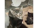 Adopt Gansito a Domestic Short Hair