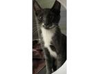 Adopt Smithsonian a Domestic Short Hair