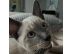 Adopt JoJo a Siamese