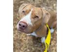 Adopt Dennis a Pit Bull Terrier