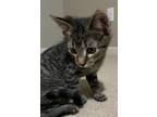 Adopt FORD a Domestic Short Hair
