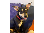 Adopt CHILI a German Pinscher