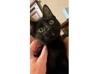 Adopt FERRARI a Domestic Short Hair