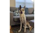Adopt ROONEY a Great Pyrenees