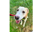 Adopt TRES LECHES a Pit Bull Terrier