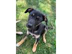 Adopt LIBERTY a Miniature Pinscher