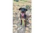 Adopt Jack a Rhodesian Ridgeback, Pit Bull Terrier