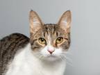Adopt Ares a Domestic Short Hair