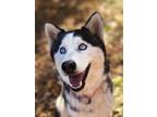 Adopt Arctic a Husky