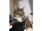 Adopt Rocky (FCID# 01/03/2022 - 82 Trainer) a Tabby