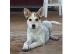 Adopt Olaf a Australian Cattle Dog / Blue Heeler