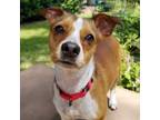 Adopt Scooter a Jack Russell Terrier