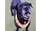 Adopt Tyson a Labrador Retriever, Rottweiler
