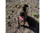 Adopt Reeses a Catahoula Leopard Dog