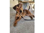 Adopt Sharkboi a Pit Bull Terrier, Mixed Breed