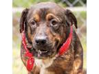 Adopt Bear a Mixed Breed