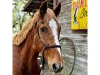 Adopt Oliver a Quarterhorse