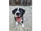 Adopt Growler a Pit Bull Terrier