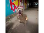 Adopt Ratatouille a Pit Bull Terrier, Mixed Breed