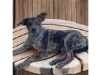 Adopt Memphis a Catahoula Leopard Dog, Mixed Breed