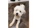 Adopt Walker a Coton de Tulear