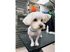 Adopt Lio a Pomeranian, Poodle