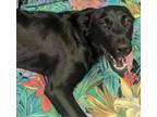 Adopt Colt a Labrador Retriever