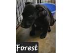 Adopt Forest a Labrador Retriever