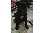 Adopt Cobin a Labrador Retriever