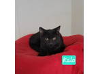 Adopt Kalo a Domestic Short Hair