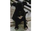 Adopt Chris a Labrador Retriever