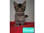 Adopt Chanel a Domestic Medium Hair