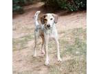 Adopt Porter 20578 a Pointer, Australian Cattle Dog / Blue Heeler